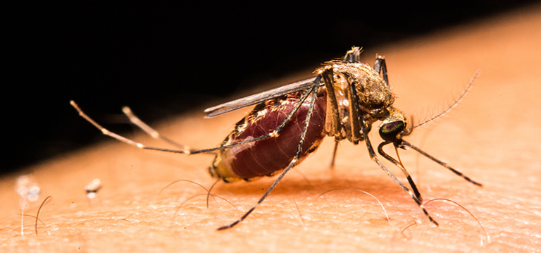 mosquito biting
